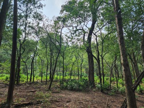 VanaJyotsna Forest Home