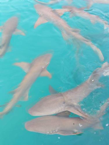 Rashuthere Maldives Rashuthere Maldives