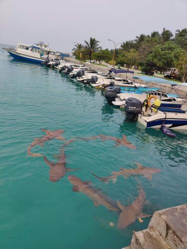 Rashuthere Maldives Rashuthere Maldives