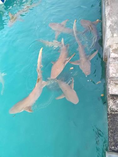 Rashuthere Maldives Rashuthere Maldives