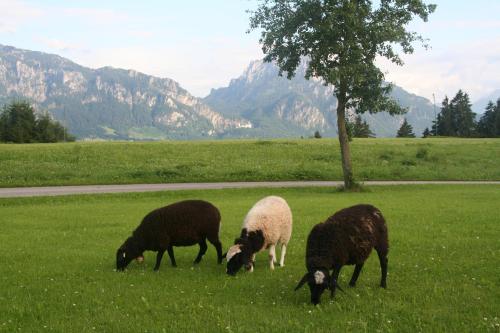 Salenberghof Ferienwohnung Traumblick