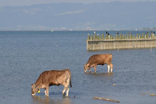 Bodensee Apartments, Sauna, Lake Walks, Free Parking, Self Checkin, Nature Reserve, Restaurants Nearby