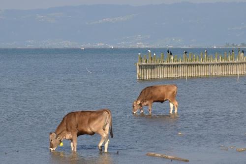 Bodensee Apartments, Sauna, Lake Walks, Free Parking, Self Checkin, Nature Reserve, Restaurants Nearby