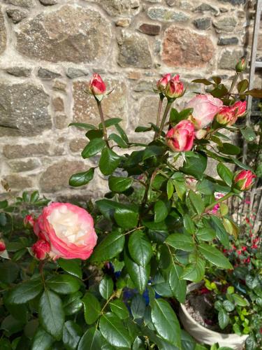 Jardín, The Den in Craigellachie