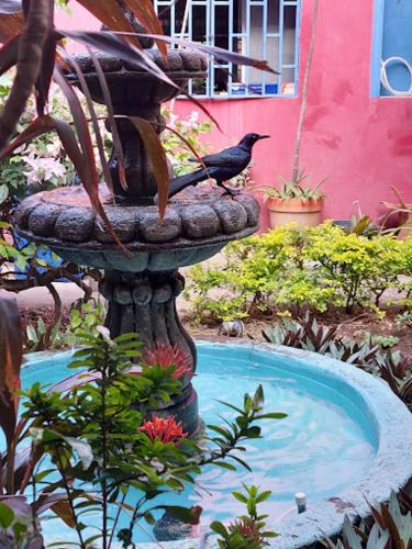 trädgård, Estrella Beachfront Hotel in San Juan Del Sur