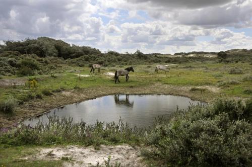 Vakantievilla Het Dunehuys