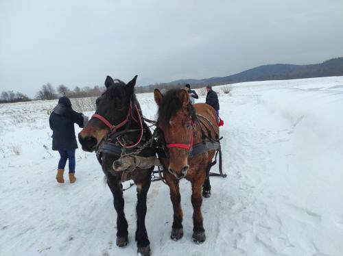 Domki całoroczne Bieszczady Panasiewiczówka