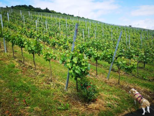สภาพแวดล้อมโดยรอบ, Ferienwohnung im Haus Lotus mit großem Balkon und Garten in บาด อัวราค
