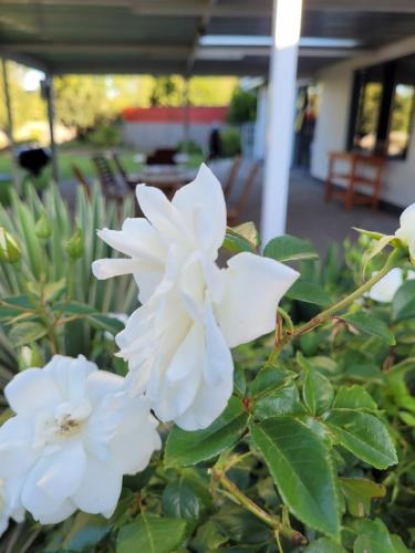 Jardín, Ayana bnb in Pellissier
