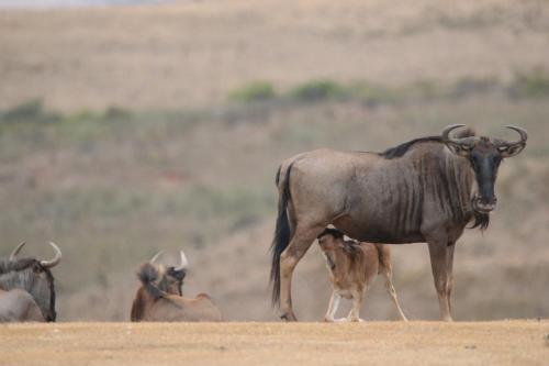 Garden Route Safari Camp