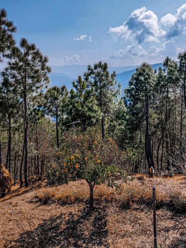 Aktiviteter, Namaste Homestay in Almora