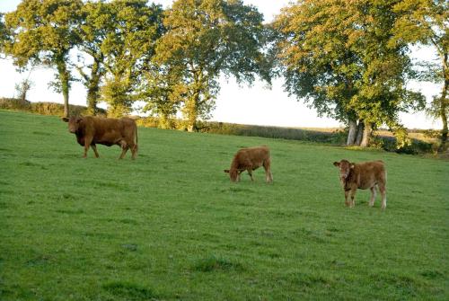 Tregondale Manor Farm