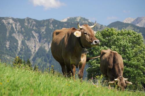 Landhotel Berghof