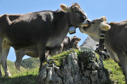 Landhotel Berghof