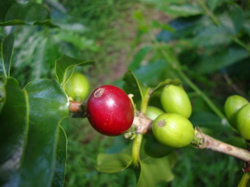 Taroko Sialin Coffee Farm Homestay