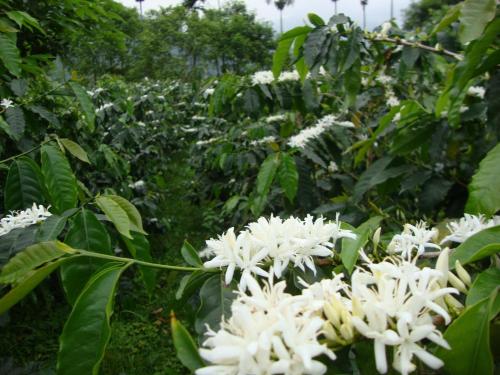 Taroko Sialin Coffee Farm Homestay