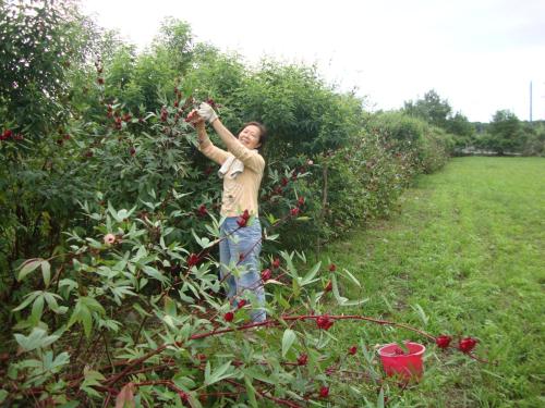 Taroko Sialin Coffee Farm Homestay