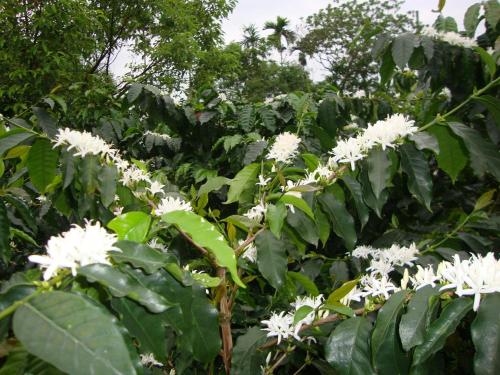 Taroko Sialin Coffee Farm Homestay