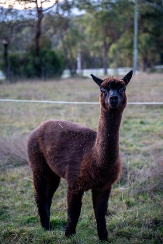 Deville At Healesville