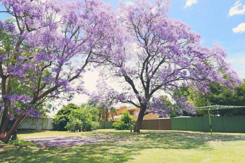 Jacaranda cottage