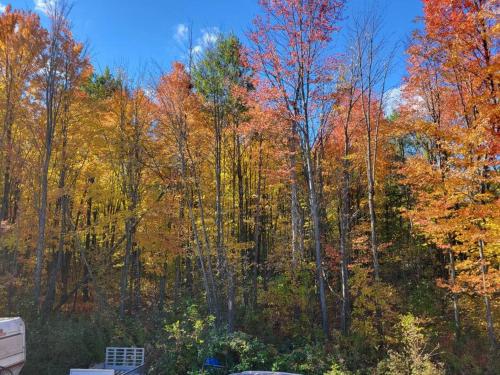 周邊環境, Castle life in Town in 華斯 (ON)