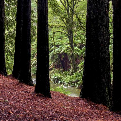 Redwoods Rest / Cabins / Wander & Explore