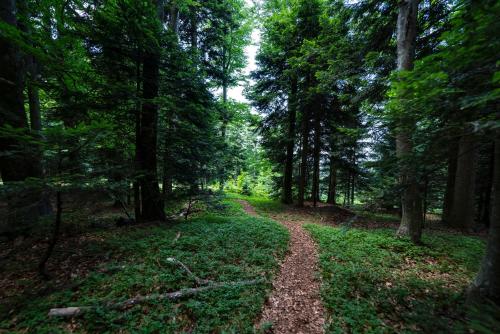 Pohorje Village Wellbeing Resort - Forest Hotel Videc