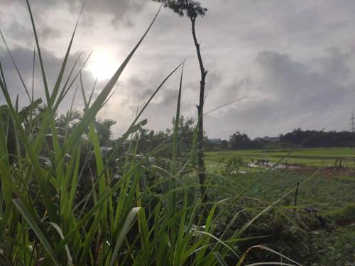 Kamanabillu Homestay, For jog falls travellers