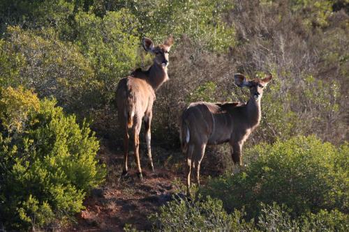 Garden Route Safari Camp