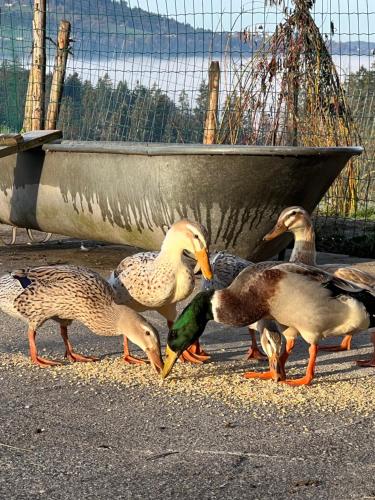 Nahturhof - Urlaub am Bauernhof natürlich erleben