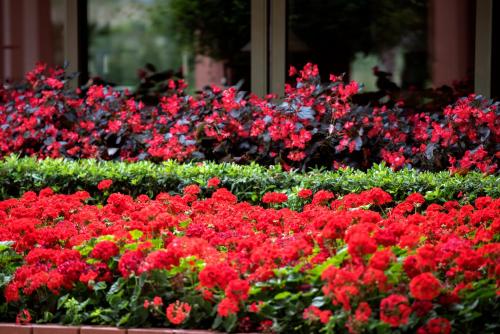 Arum Barut Collection - Ultra All Inclusive