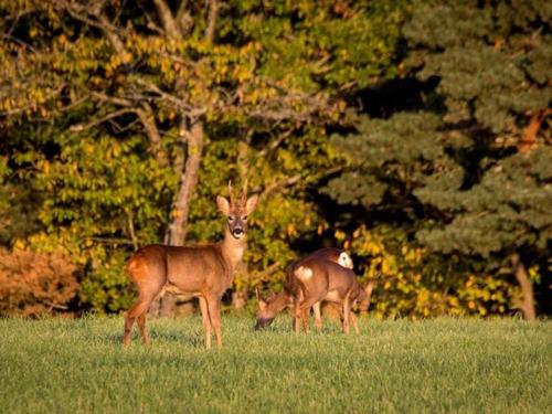 Gîte Thoras, 5 pièces, 8 personnes - FR-1-582-301 (Gite spacieux et renove avec equipements modernes, terrasse et vaste jardin pres de Gevaudan et Marg) in Laguiole