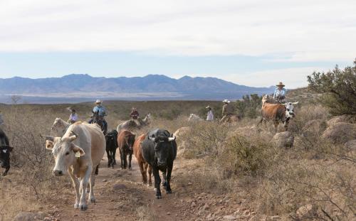 Tombstone Monument Guest Ranch