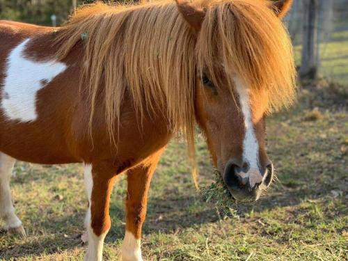 Breemiloy Homestead Hunter Valley - Farm stay.