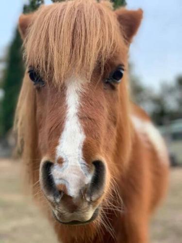 Breemiloy Homestead Hunter Valley - Farm stay.