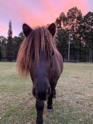 Breemiloy Homestead Hunter Valley - Farm stay.