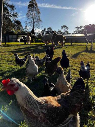 Breemiloy Homestead Hunter Valley - Farm stay.