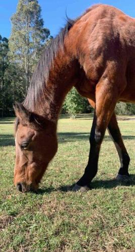 Breemiloy Homestead Hunter Valley - Farm stay.