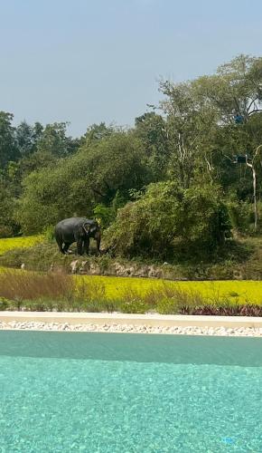 Surrounding environment, I love phants Lodge in Khao Yai (Cha-am)