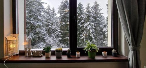 Pine Tree Apartment / Borovets Gardens, Borovec