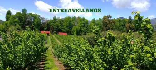 Entreavellanos cabañas