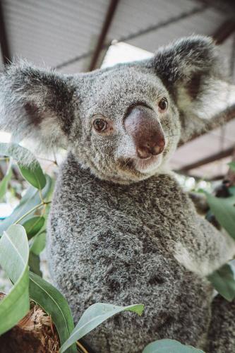 Selina Magnetic Island