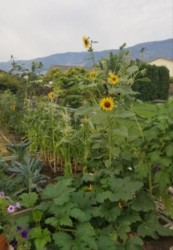 Global Village Permaculture in Oliver, Canada