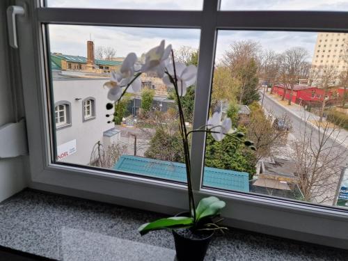 Spatzennest in Dresden, Deutschland