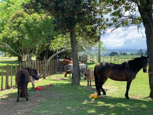 ขี่ม้า, Cliff Top Cottage in ฮันเตอร์วีลล์