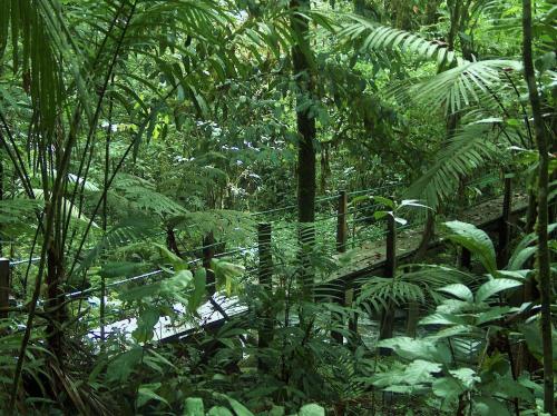 Yatama Rainforest Ecolodge