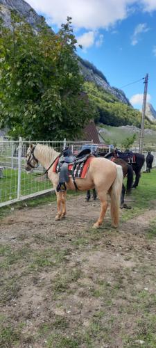 Katun Mokra accommodation & horseback riding