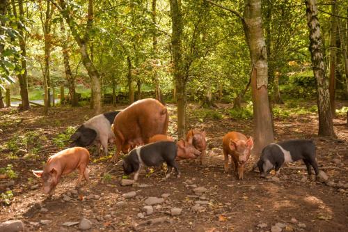 The Steading at Pitmeadow Farm