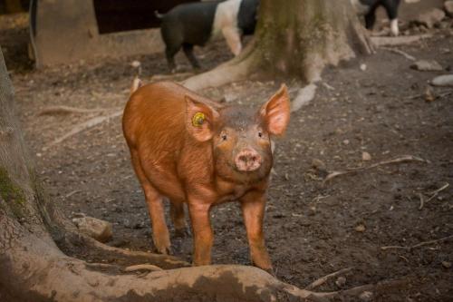 The Steading at Pitmeadow Farm