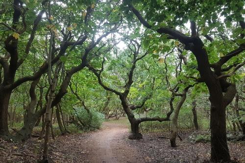 Surrounding environment, Gezellig chalet in het mooie Zeeland - Oostkapelle in Oostkapelle